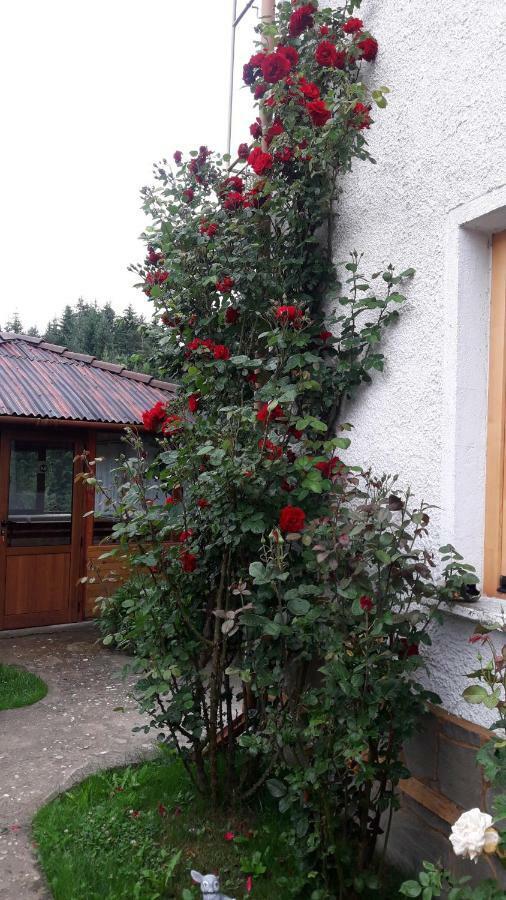 Guest House Stoletnika ยาโกดินา ภายนอก รูปภาพ